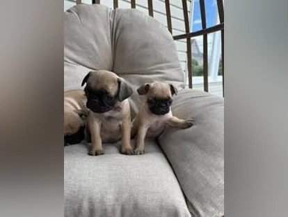 Chiot Pug (Carlin) thumbnail 9