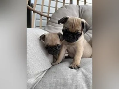 Chiot Pug (Carlin) thumbnail 5