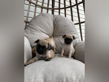 Chiot Pug (Carlin) thumbnail 8