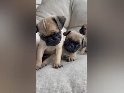 Chiot Pug (Carlin) thumbnail 6