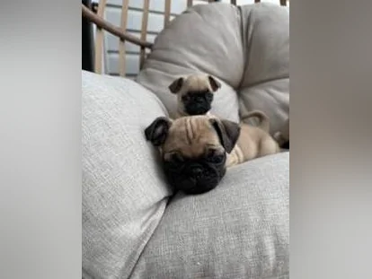 Chiot Pug (Carlin) thumbnail 3