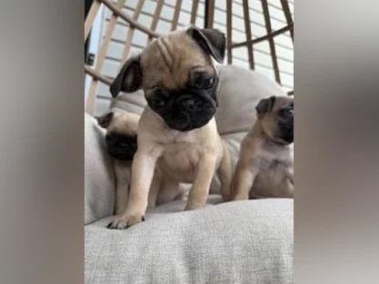 Chiot Pug (Carlin) thumbnail 2