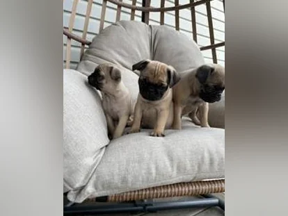 Chiot Pug (Carlin) thumbnail 4