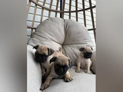 Chiot Pug (Carlin) thumbnail 7