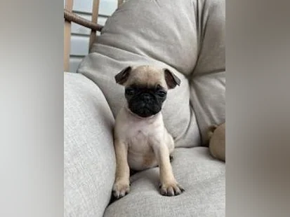 Chiot Pug (Carlin)