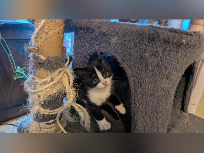 Adorables chatons prêts à trouver leur famille pour la vie 🐱 thumbnail 9