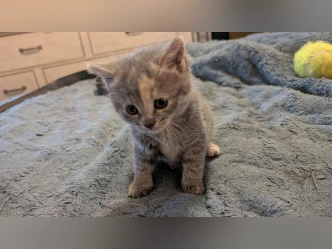 Adorables chatons prêts à trouver leur famille pour la vie 🐱 thumbnail 6