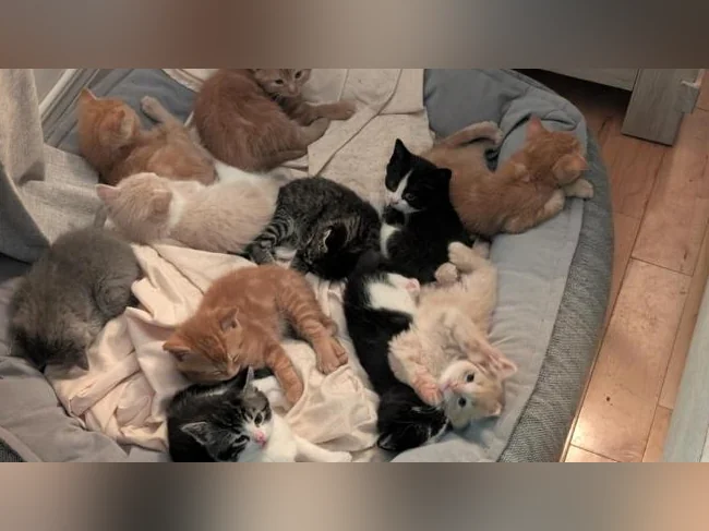 Adorables chatons prêts à trouver leur famille pour la vie 🐱 thumbnail 2