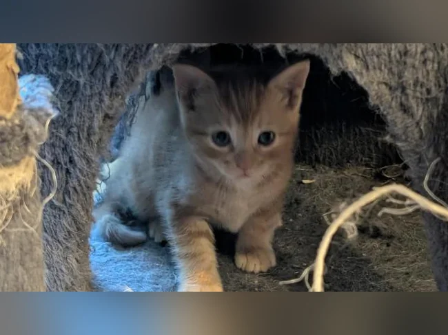 Adorables chatons prêts à trouver leur famille pour la vie 🐱 thumbnail 7