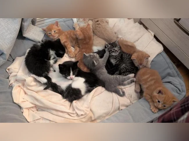 Adorables chatons prêts à trouver leur famille pour la vie 🐱