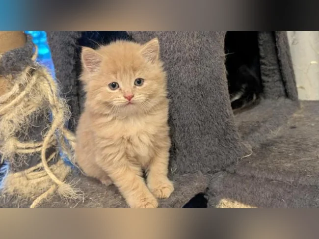 Adorables chatons prêts à trouver leur famille pour la vie 🐱 thumbnail 3