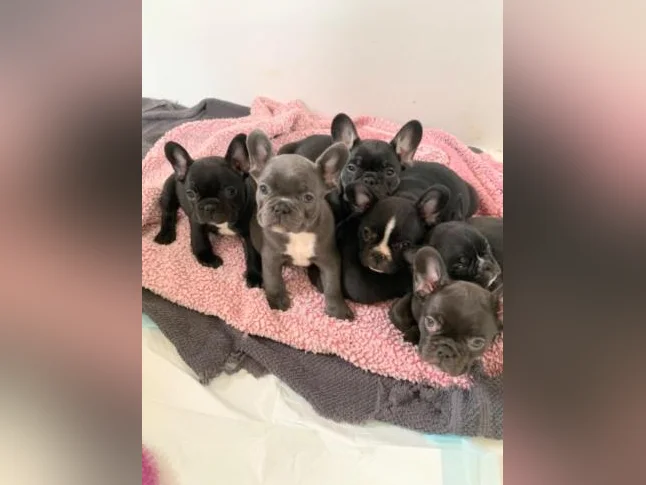 Bulldog Français - French Bulldogs