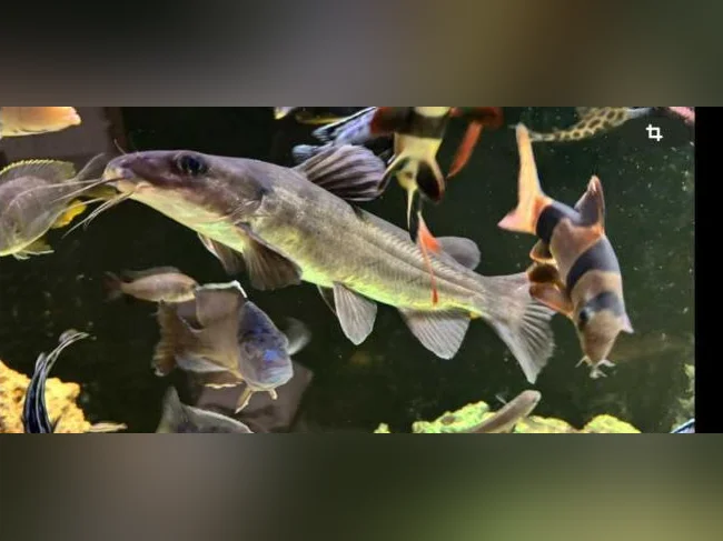 Requin Colombien 14 pouces thumbnail 2