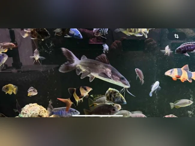 Requin Colombien 14 pouces
