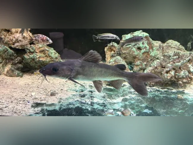 Requin Colombien 14 pouces thumbnail 3