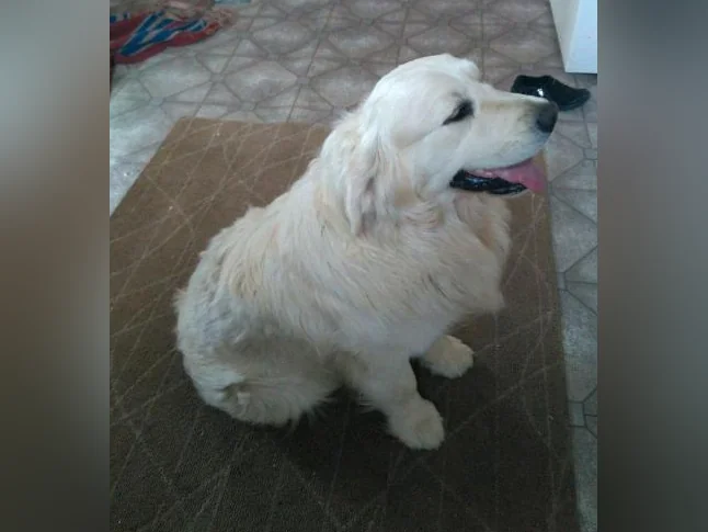 Chiot Golden retriever blanc thumbnail 7