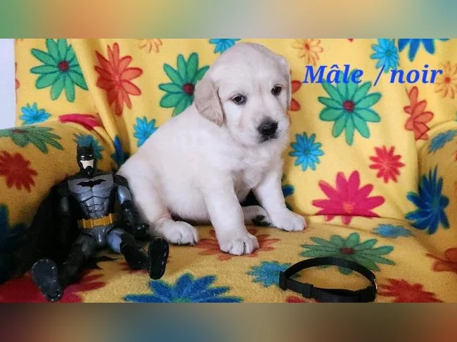 Chiot Golden retriever blanc thumbnail 4