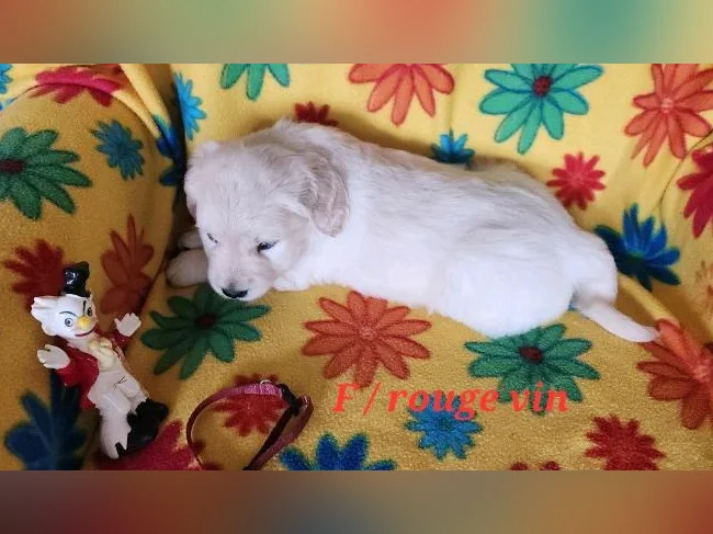 Chiot Golden retriever blanc thumbnail 8