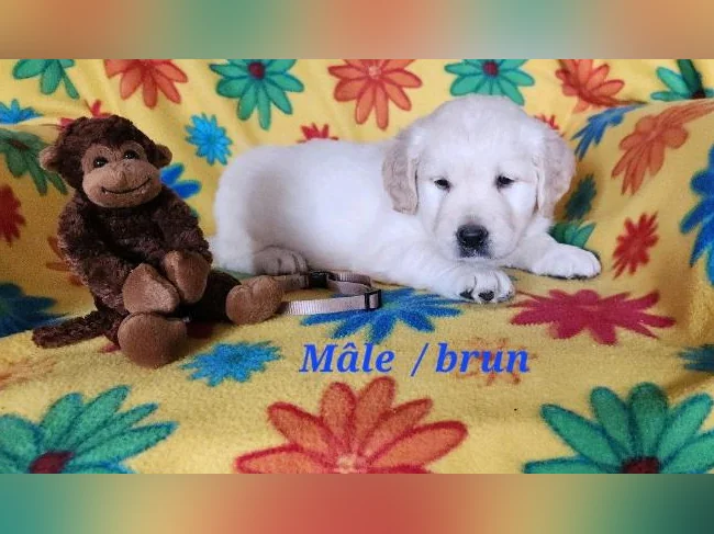 Chiot Golden retriever blanc thumbnail 5