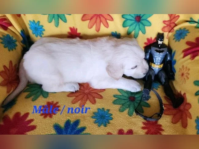 Chiot Golden retriever blanc thumbnail 10