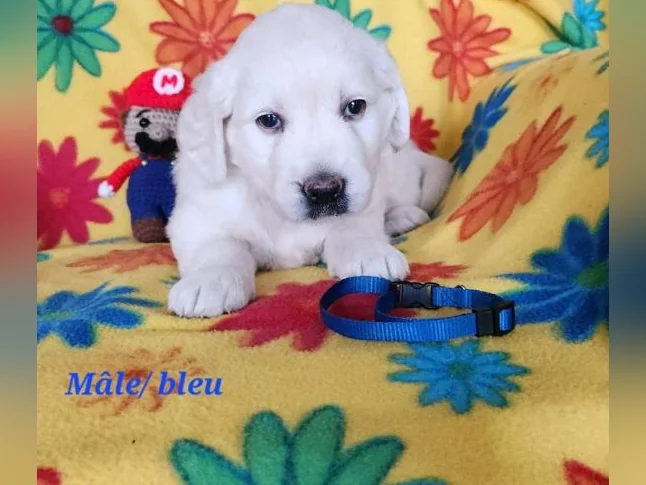 Chiot Golden retriever blanc thumbnail 3