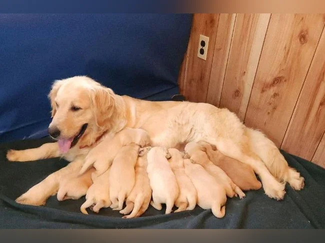 Chiot Golden retriever blanc thumbnail 6
