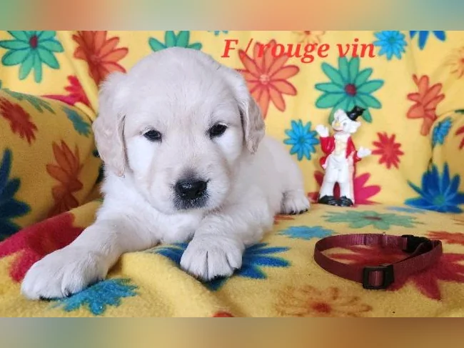 Chiot Golden retriever blanc thumbnail 2