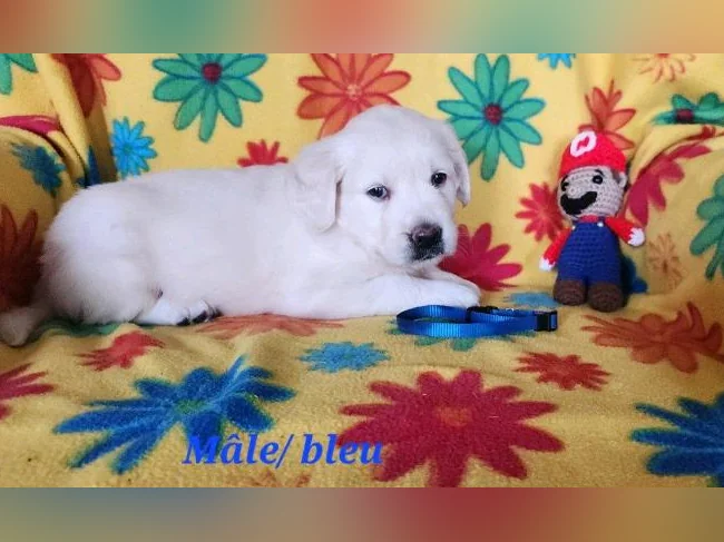 Chiot Golden retriever blanc thumbnail 9