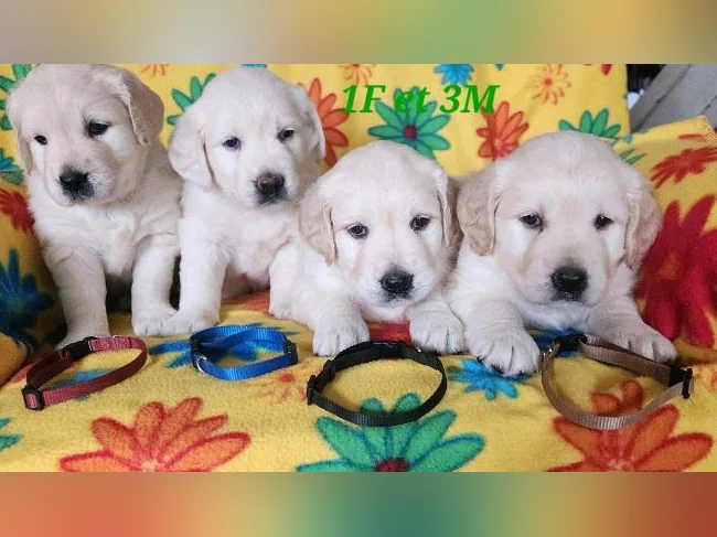 Chiot Golden retriever blanc