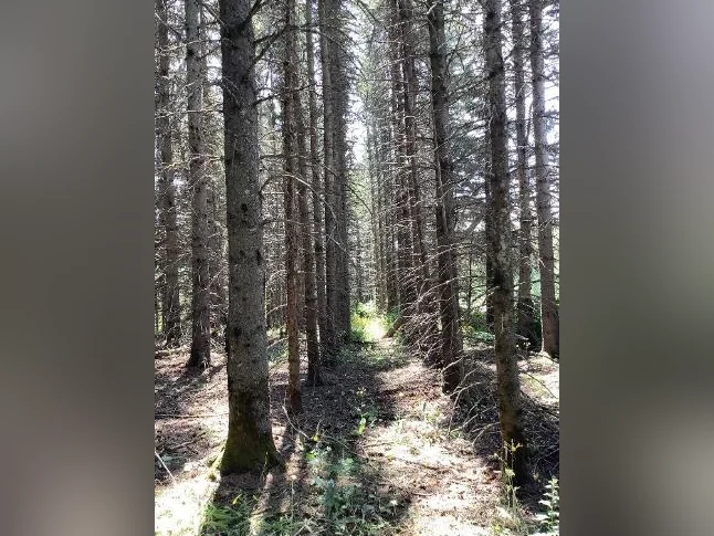 Terrain boisé thumbnail 6