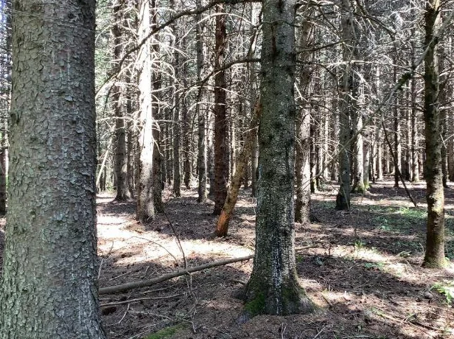 Terrain boisé thumbnail 7