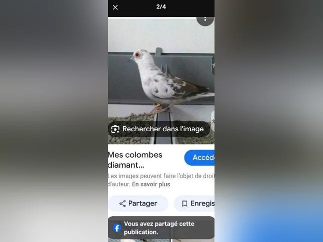 Je recherche Colombe/Tourterelle Diamant Panaché thumbnail 2