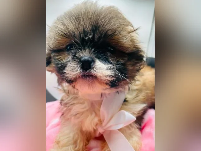 Chiot Shih tzu FEMELLE