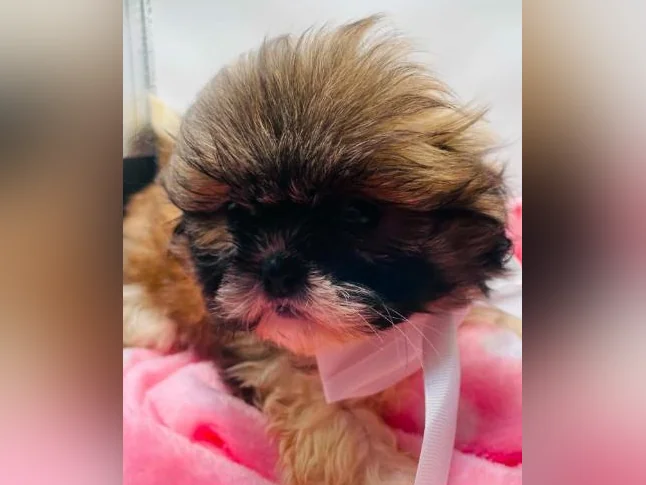 Chiot Shih tzu FEMELLE thumbnail 2