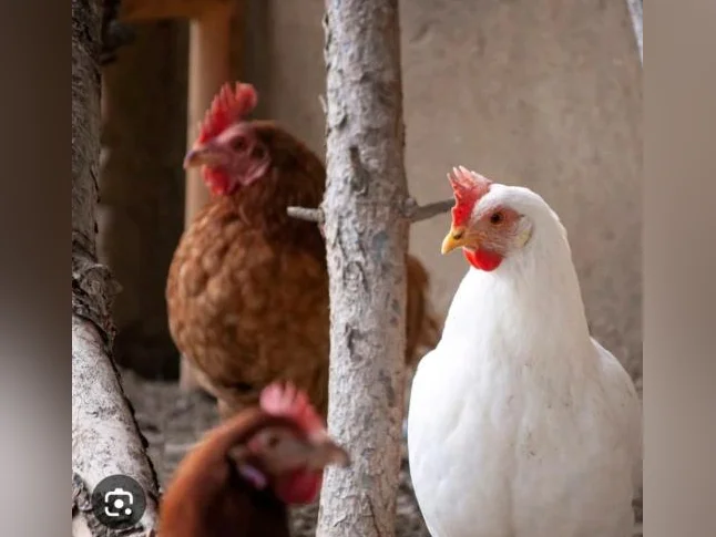 Poule pondeuse et coq