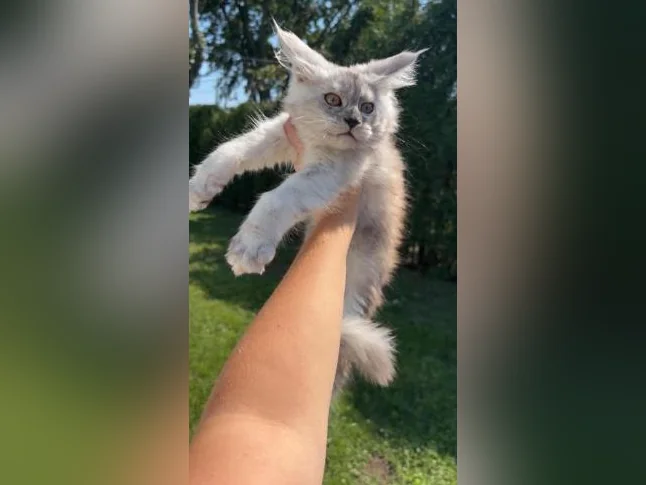 Maine coon thumbnail 2