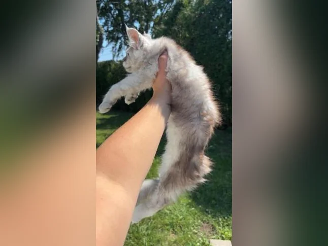Maine coon thumbnail 3