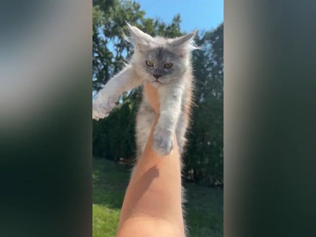 Maine coon