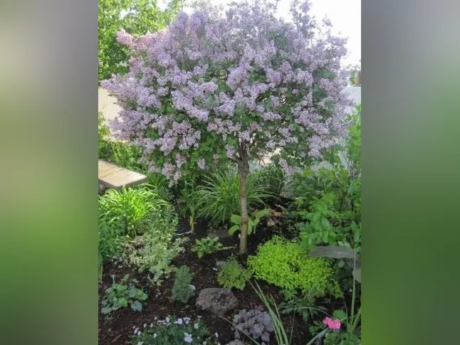 Arbres fruitiers, petits fruits et arbustes ornementaux – Producteur local thumbnail 8