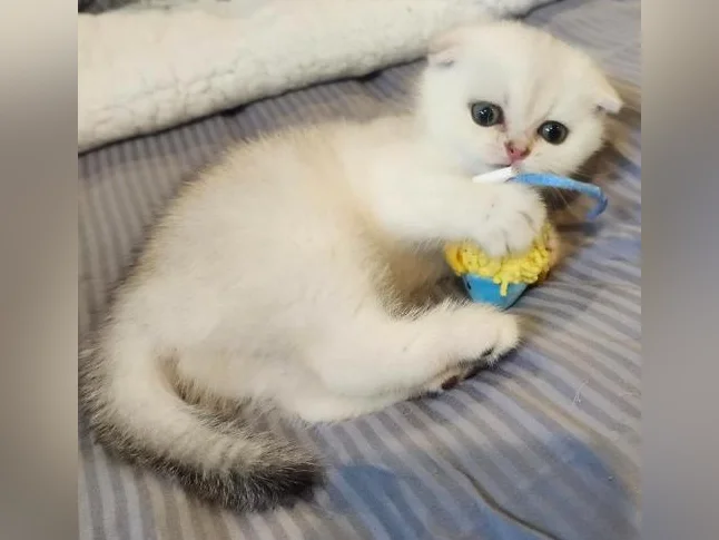 Scottish Fold thumbnail 5