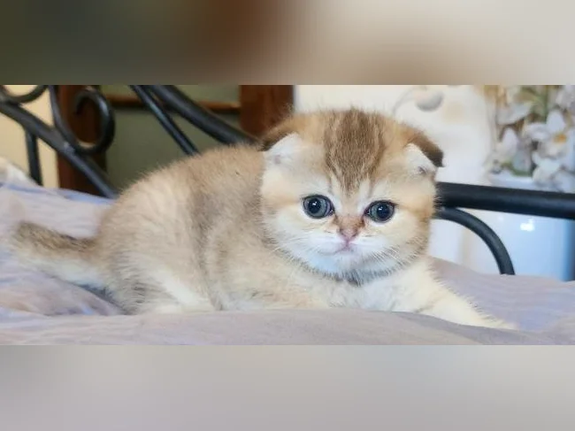 Scottish Fold