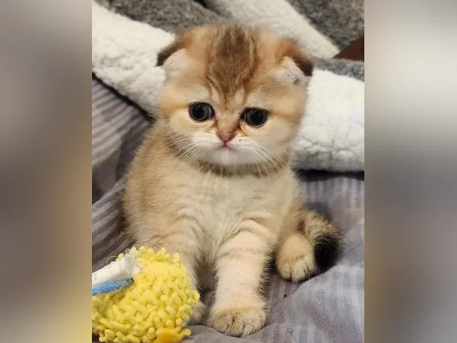 Scottish Fold thumbnail 9