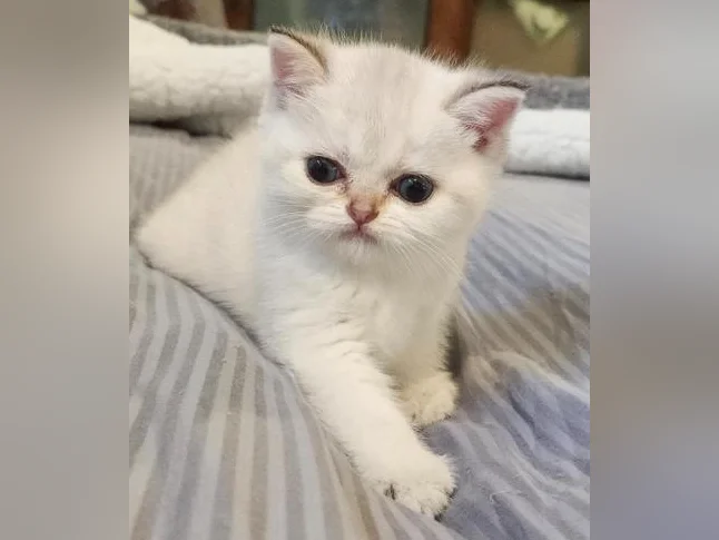 Scottish Fold thumbnail 10