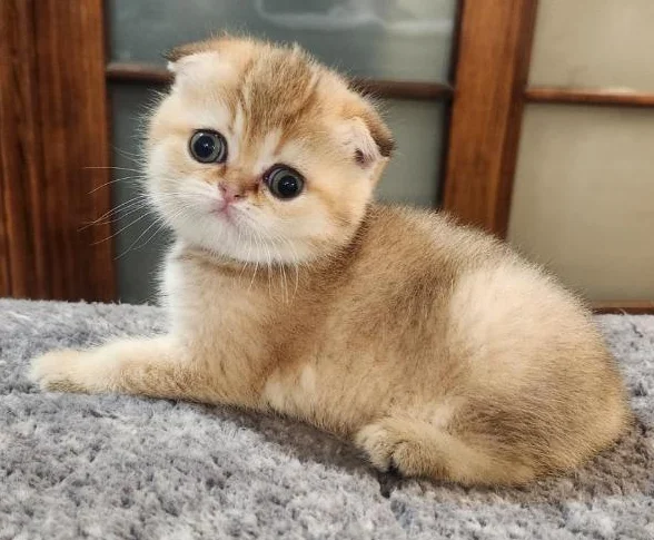Scottish Fold thumbnail 4