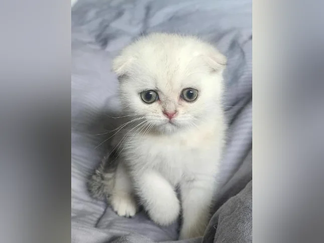Scottish Fold thumbnail 2