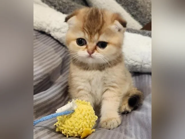 Scottish Fold thumbnail 8