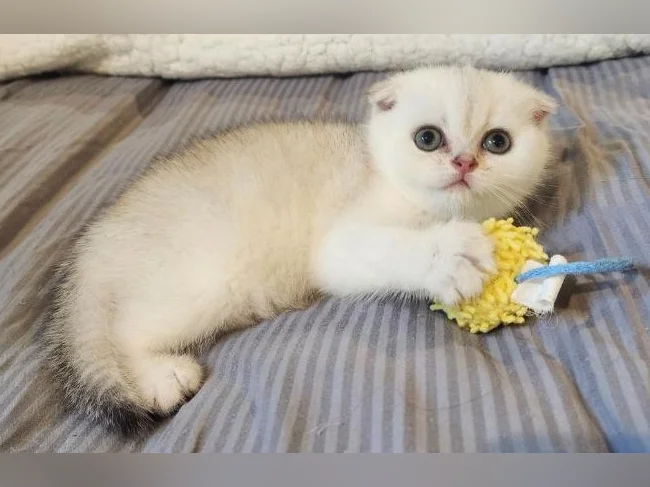 Scottish Fold thumbnail 6
