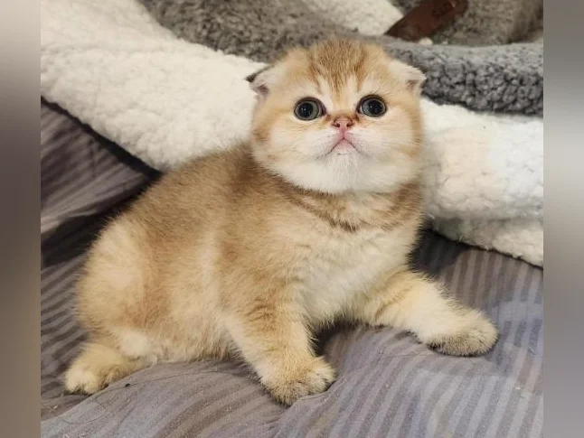 Scottish Fold thumbnail 7