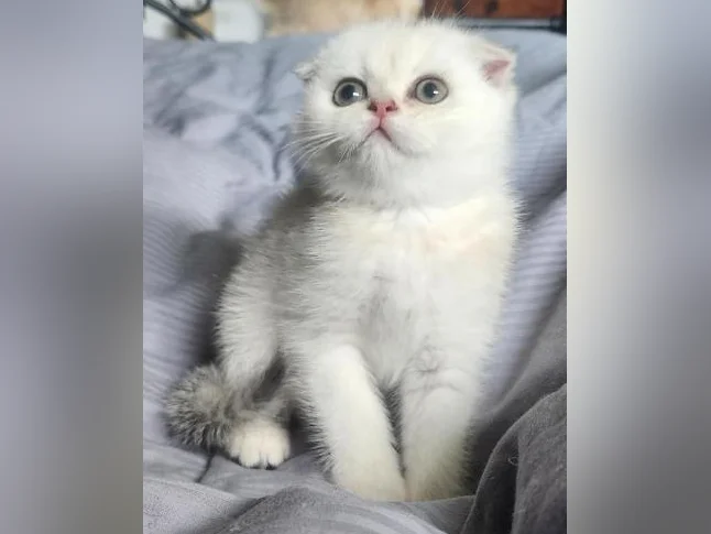 Scottish Fold thumbnail 3