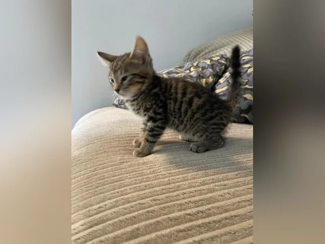 Bebe bengal thumbnail 7